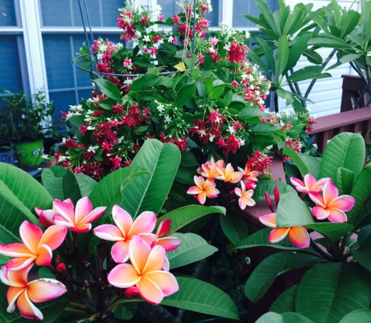 home feel like vacation jasmine plumeria plants