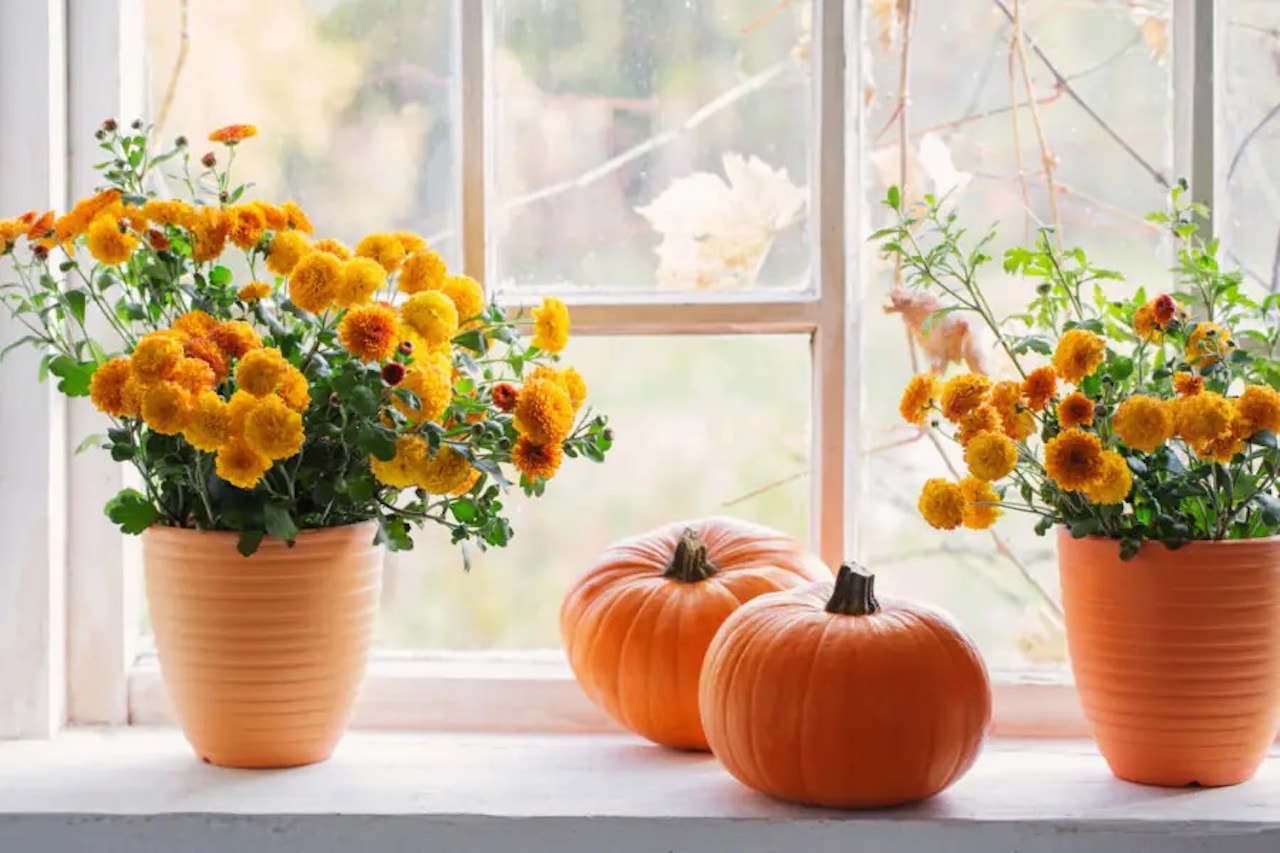 cozy autumn decor indoor marigold