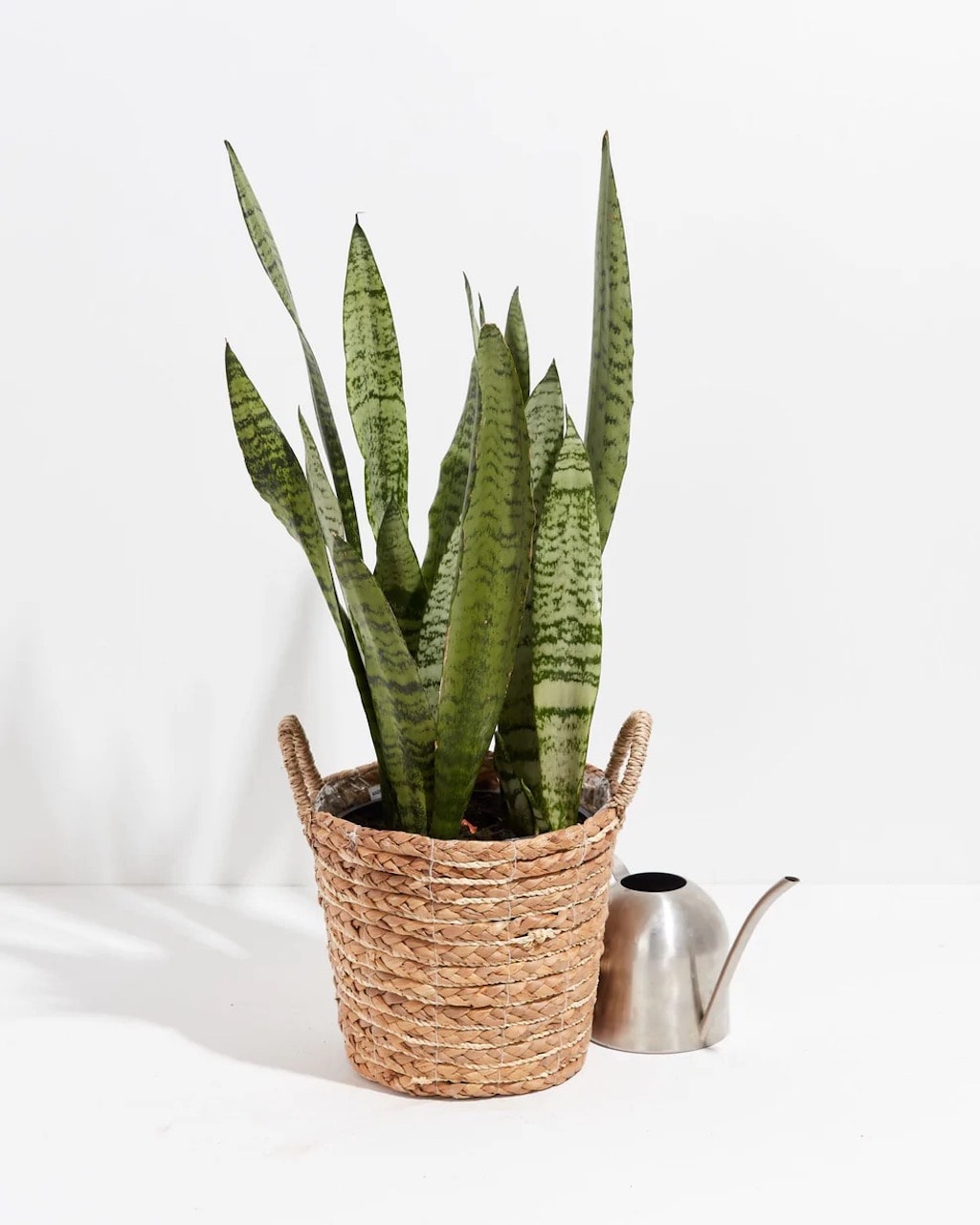 office decor to boost energy snake plant
